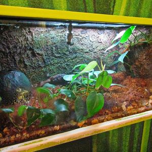 Mar. 2013-Frog Bog - Dyeing Poison Dart Frog Exhibit