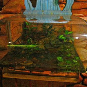 Mar. 2013-Frog Bog - Mata Mata Turtle Exhibit