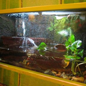 Mar. 2013-Frog Bog - Vietnamese Mossy Frog Exhibit