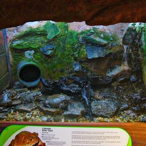 Mar. 2013-Frog Bog - Colorado River Toad Exhibit