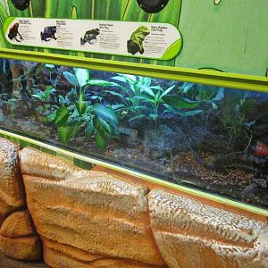 Mar. 2013-Frog Bog -Splash-backed Poison Dart Frog + Blue Poison Dart Frog