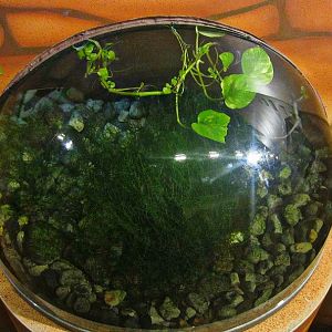 Mar. 2013-Frog Bog - Surinam Toad Exhibit