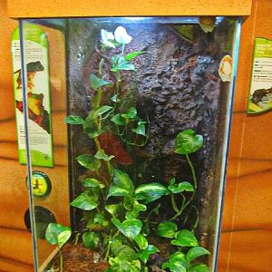 Mar. 2013-Frog Bog - Tiger-legged Monkey Tree Frog + Red-eyed Tree Frog + A