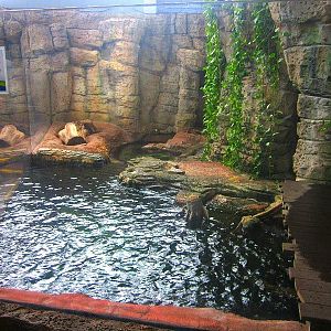 Mar. 2013-Hidden Treasures of the Rainforest Islands - Asian Small-clawed O