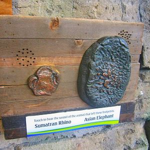 Mar. 2013-Hidden Treasures of the Rainforest Islands - Sumatra Rhino + Asia