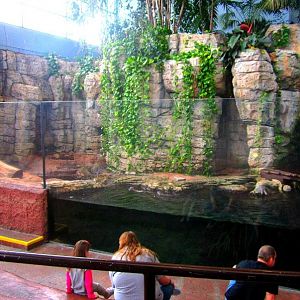 Mar. 2013-Hidden Treasures of the Rainforest Islands - Asian Small-clawed O