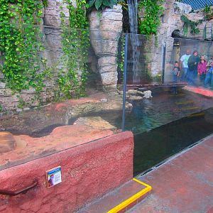 Mar. 2013-Hidden Treasures of the Rainforest Islands - Asian Small-clawed O