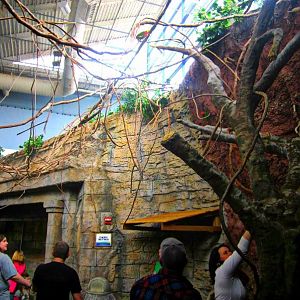 Mar. 2013-Hidden Treasures of the Rainforest Islands - Lorikeet Land