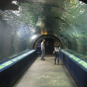 Mar. 2013-Amazon Flooded Forest