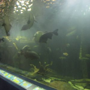 Mar. 2013-Amazon Flooded Forest