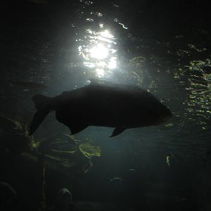 Mar. 2013-Amazon Flooded Forest - Black-finned Pacu