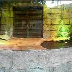 Mar. 2013-Hidden Treasures of the Rainforest Islands - West African Dwarf C