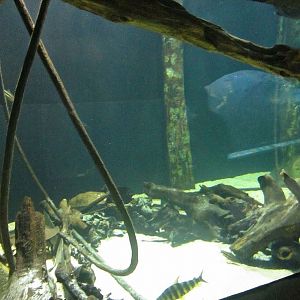 Mar. 2013-Amazon Flooded Forest