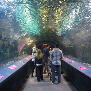 Mar. 2013-Coral Reef Tunnel