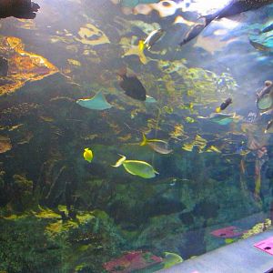 Mar. 2013-Coral Reef Tunnel - Right Side