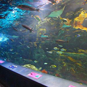 Mar. 2013-Coral Reef Tunnel - Left Side