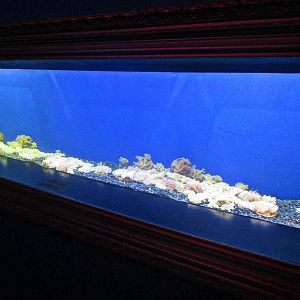 Mar. 2013-Jellyfish Gallery - Upside Down Jellyfish Exhibit