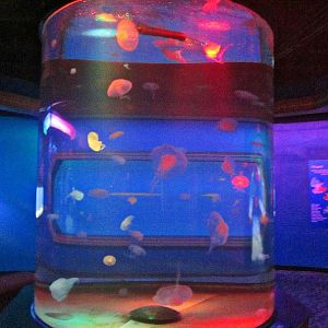 Mar. 2013-Jellyfish Gallery - Moon Jellyfish Exhibit