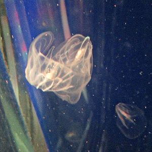 Mar. 2013-Jellyfish Gallery - Comb Jellyfish