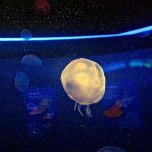 Mar. 2013-Jellyfish Gallery - Moon Jellyfish
