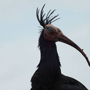 Waldrapp (Geronticus eremita) at Blackbrook - February 24th 2013