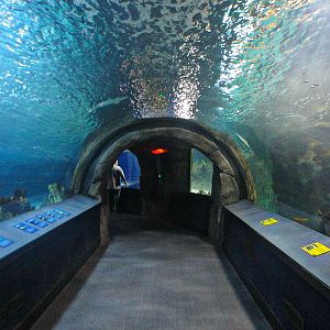 Mar. 2013-Surrounded by Sharks