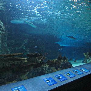 Mar. 2013-Surrounded by Sharks