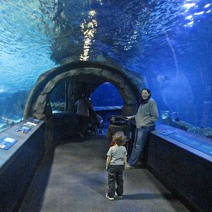 Mar. 2013-Surrounded by Sharks