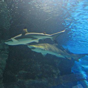 Mar. 2013-Surrounded by Sharks - Sandbar + Sand Tiger Sharks
