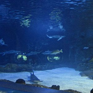 Mar. 2013-Surrounded by Sharks