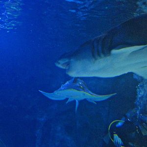 Mar. 2013-Surrounded by Sharks - Sand Tiger Shark + Scooter