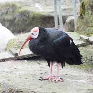 Southern Bald Ibis (Geronticus calvus) at Blackbrook Zoo - February 24th 20