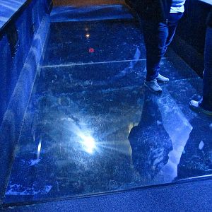 Mar. 2013-Surrounded by Sharks - See-through Floor