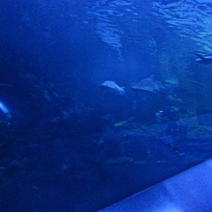 Mar. 2013-Surrounded by Sharks