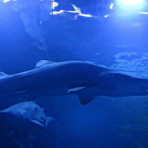 Mar. 2013-Surrounded by Sharks - Sand Tiger Sharks