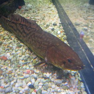 Mar. 2013-Worlds Rivers-The Moving Mississippi - Bowfin