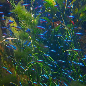 Mar. 2013-Worlds Rivers-Black River - Cardinal Tetras