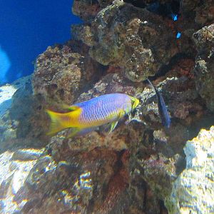 Mar. 2013-Shore Gallery - Grass Beds - Spanish Hogfish
