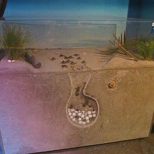 Mar. 2013-Shore Gallery - Loggerhead Sea Turtle Nest