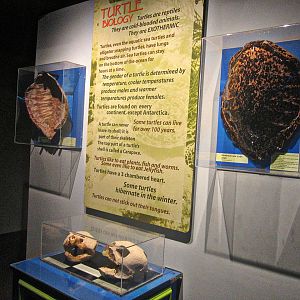 Mar. 2013-Shore Gallery - Turtle Biology