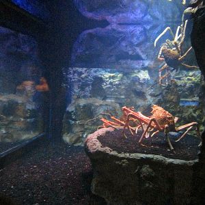 Mar. 2013-Bizarre and Beautiful - Japanese Spider Crab Exhibit
