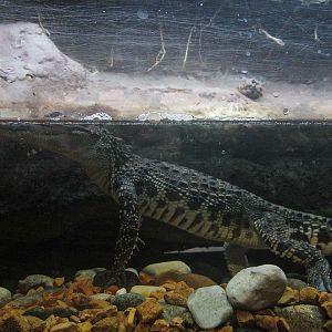 Mar. 2013-Gator Alley - Siamese Crocodile