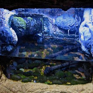 Mar. 2013-Gator Alley - Mudpuppy Exhibit