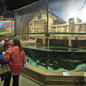 Mar. 2013-Gator Alley - Mighty Mike's Exhibit