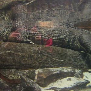 Mar. 2013-Gator Alley - Mighty Mike Underwater