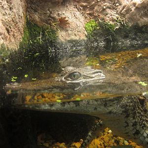 Mar. 2013-Gator Alley - Nile Crocodile
