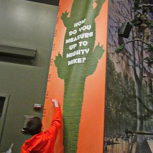Mar. 2013-Gator Alley - Do You Measure Up to Mighty Mike?