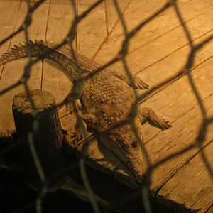 Mar. 2013-Gator Alley - Orinoco Crocodile