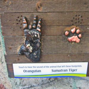 Mar. 2013-Hidden Treasures of the Rainforest Islands - Orangutan + Sumatran