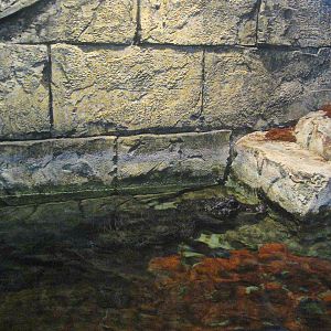 Mar. 2013-Hidden Treasures of the Rainforest Islands - West African Dwarf C